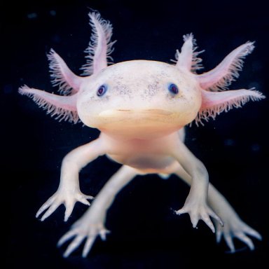 axolotl | Linux.org