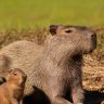 CapybaraLover256